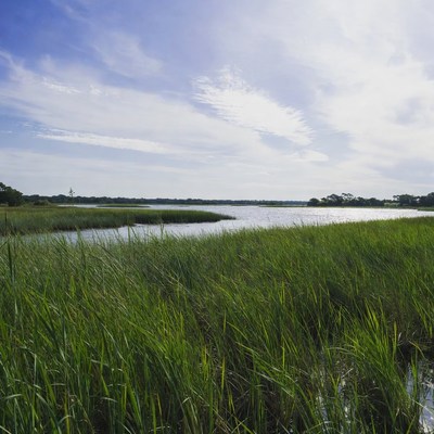 Grass and water at the riverbank