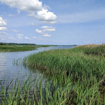 Green grasses by the water