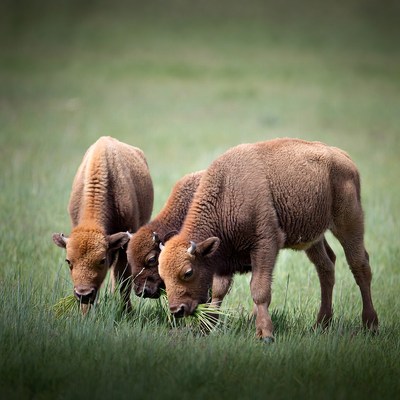 Three young bison in grassy field