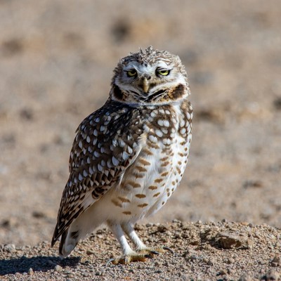 Owl standing on ground in daylight