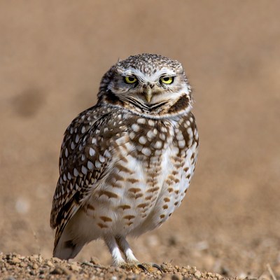 Burrowing owl looking at the camera