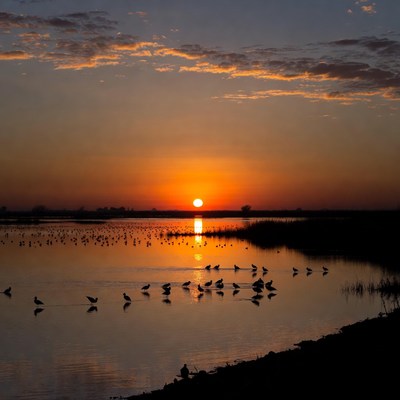 Birds at sunset by the water