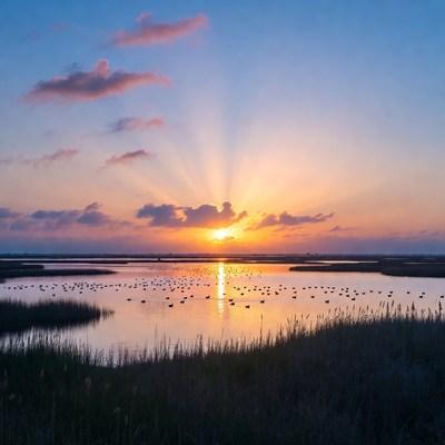 Sunset over water and birds