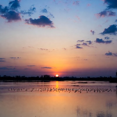 Sunsets over the water with birds