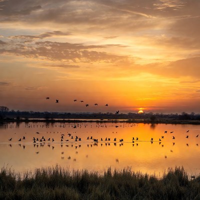 Sunrise over calm lake with birds