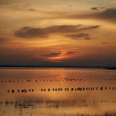 Birds flying over sunset water