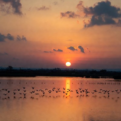 Sunset with birds over water