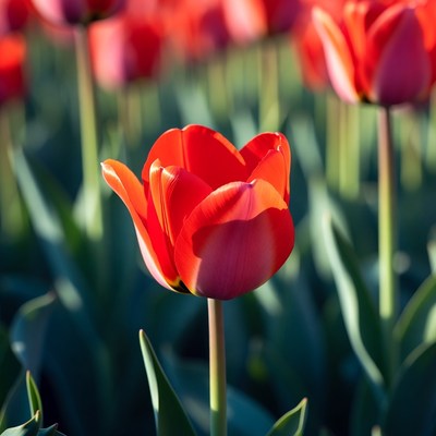 Vibrant red tulips blooming in spring