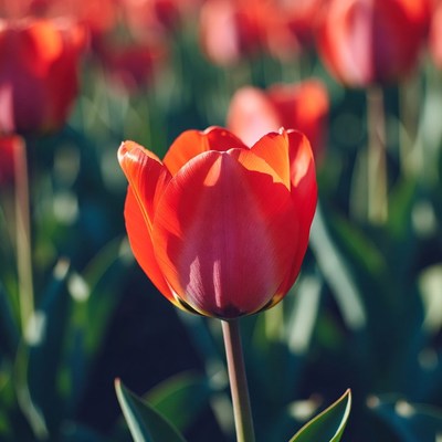 Red tulip in a flower field