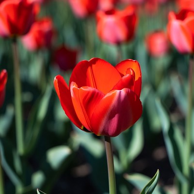 Red tulips in sunny field