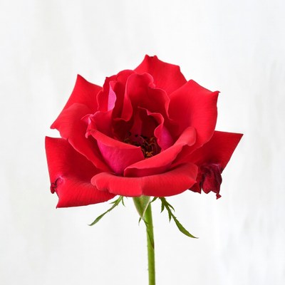 Red rose with green stem stands alone