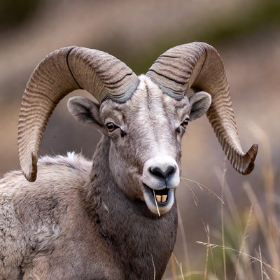 Bighorn sheep in natural habitat
