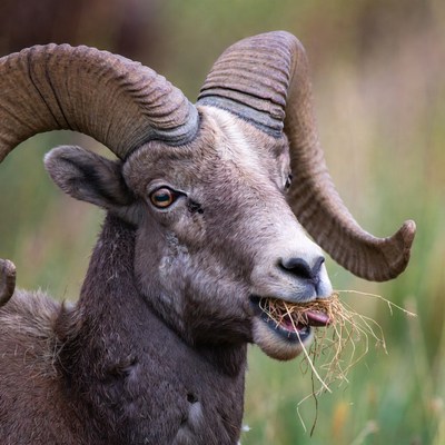 Bighorn sheep grazing in the wild