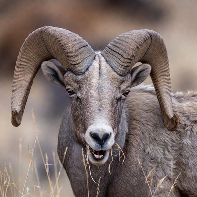 Bighorn sheep in natural habitat