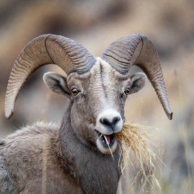 Bighorn sheep eating grass in the wild