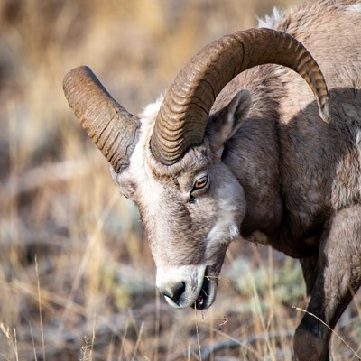 Bighorn sheep grazing in the wild