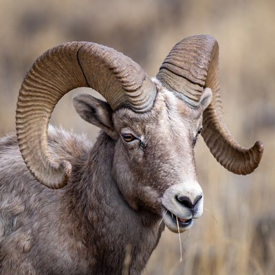 Big horn sheep in a natural setting