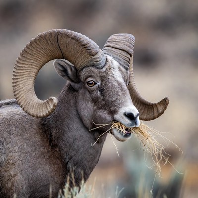 Big horn sheep feeding in nature