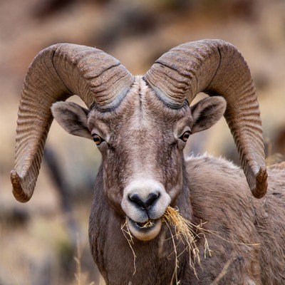 Big horn sheep eating grass in the wild
