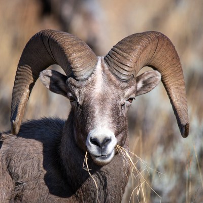 Bighorn sheep eating in the wild