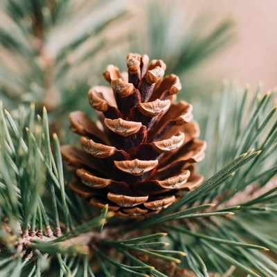 Pine cone on a green branch