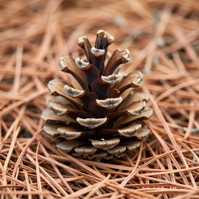 Pine cone on forest floor