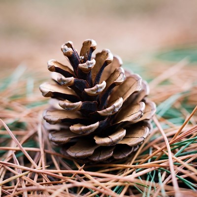 Pine cone on forest floor with needles