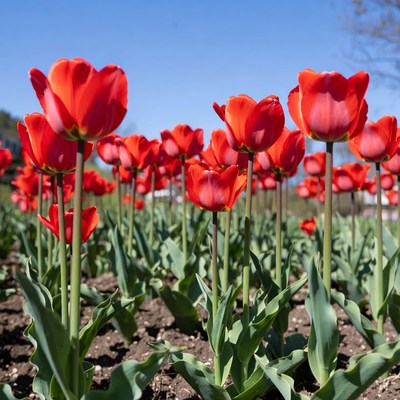 Red tulips bloom in spring garden