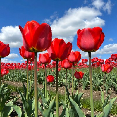 Red tulips blooming in open field