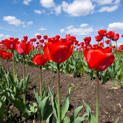 Red tulips bloom in bright sunlight