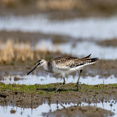 Bird walking by water in wetland area