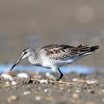 Shorebird walking along the shore