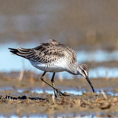 Bird foraging in wetland area