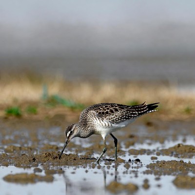 Bird searching for food in wetland