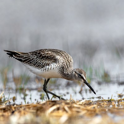 Bird foraging in wetland area