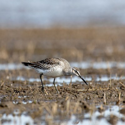 Bird searching for food by water
