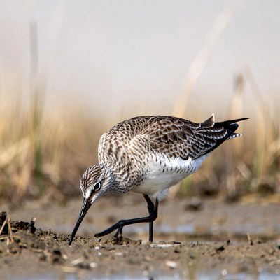 Shorebird foraging in wetland area