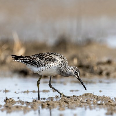 Shorebird foraging near wetland