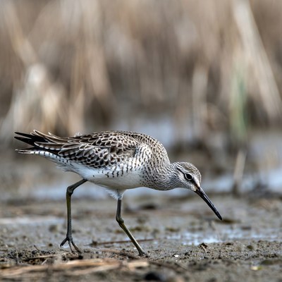 Bird walking near wetland area