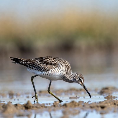 Bird foraging in wetland area