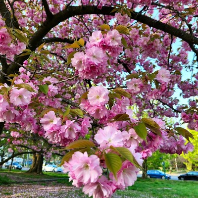 Cherry blossoms bloom in spring sunlight