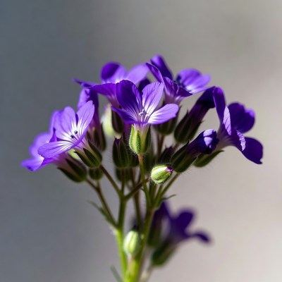 Purple flowers grow in sunlight