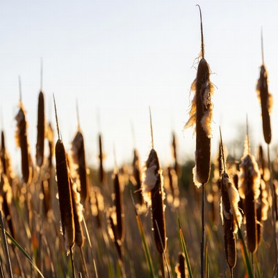 Cattails in sunset glow
