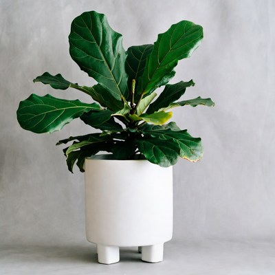 Indoor plant in white pot