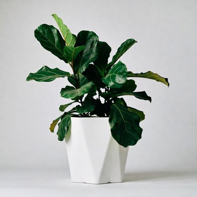 Fiddle leaf fig plant in white pot