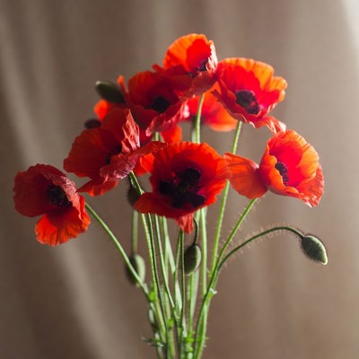 Bright red poppies in a vase