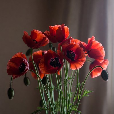 Red poppies in a vase