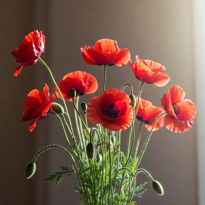 Red poppies in a vase on a table