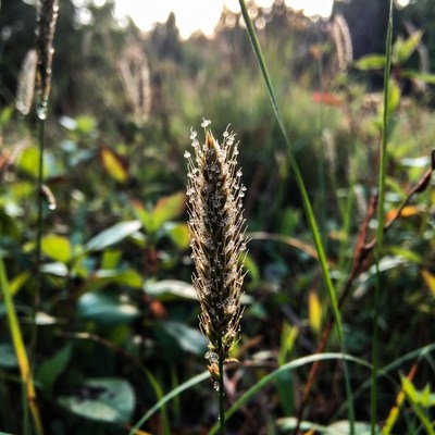 Grass spike close to ground in nature