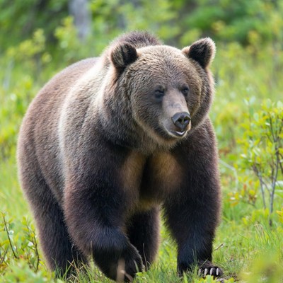 Brown bear walking in green field